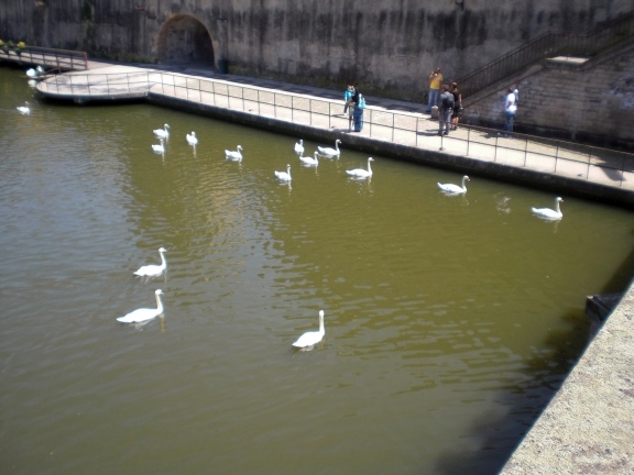 Cygnes dans la Moselle, Metz, France
